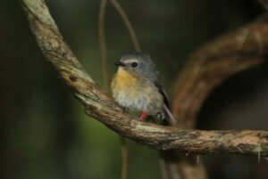 Birdwatching in Mount Kinabalu